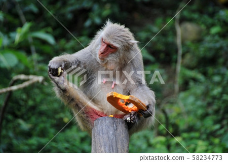 台灣彌猴, 猴子 58234773