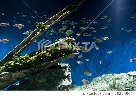 小魚在水族館死樹周圍游泳 小魚在水族館死樹周圍游泳 58234964