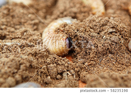 maggot maggot 58235198