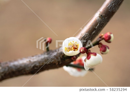 White plum blossom begins White plum blossom begins 58235294