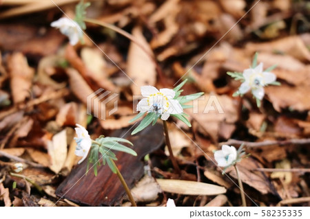 春暖花開的Setsubunsou 58235335