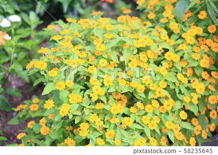 Melanpodium flower Melanpodium flower 58235645