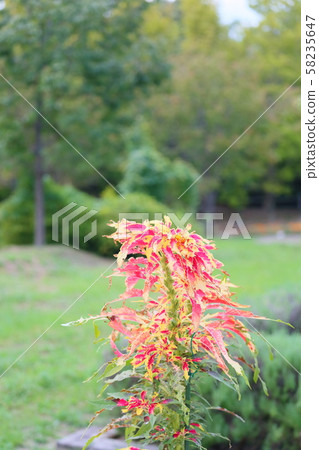 Flower Flower 58235647