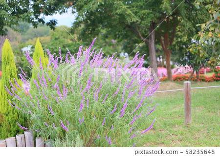 Salvia leucansa flowers 58235648