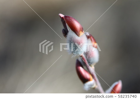 The pussy willow (cat willow) begins to bloom 58235740