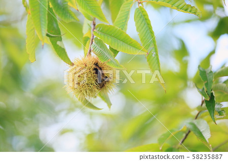 Chestnut fruit 58235887
