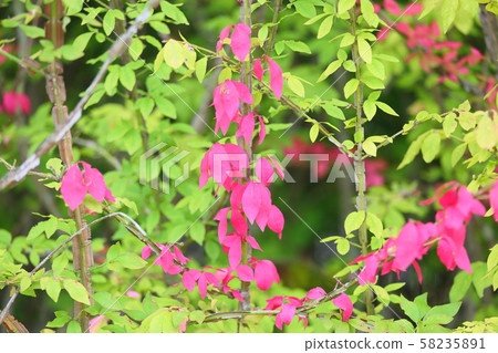 Pierced autumn leaves Pierced autumn leaves 58235891