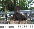 I goat 58236455