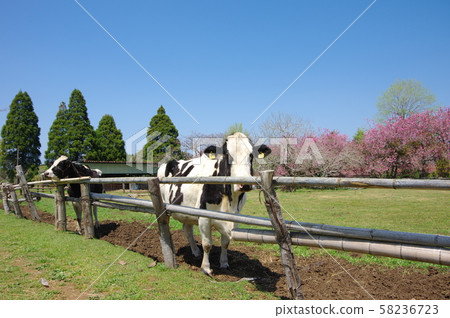 Ranch 58236723