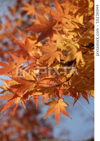 Tottori four seasons walk winter Toko-ji Temple autumn leaves Tottori four seasons walk winter Toko-ji Temple autumn leaves 58236944