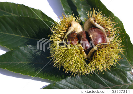 chestnut bur chestnut bur 58237214