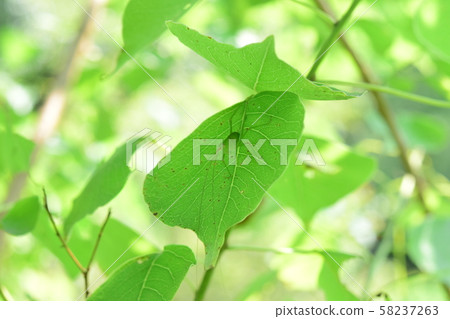 毛毛蟲幼蟲 58237263