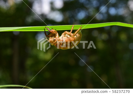 Cocoon husk on grass 58237270