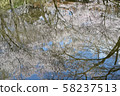 高遠櫻花 58237513