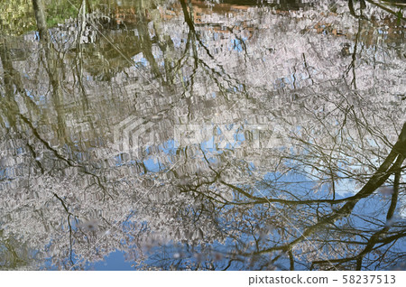 高遠櫻花 58237513