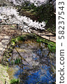 高遠櫻花 58237543