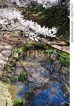 高遠櫻花 58237543