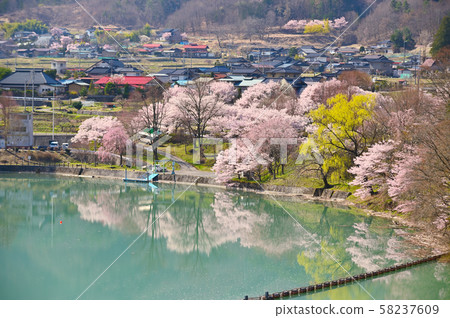 高遠櫻花 58237609