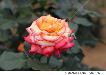 里約桑巴舞黃色，橙色和紅色 58237610