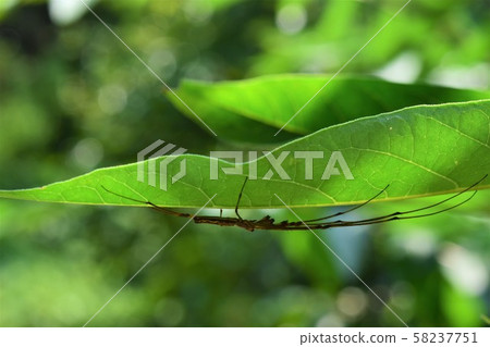 Tetragnatha pratensis 58237751