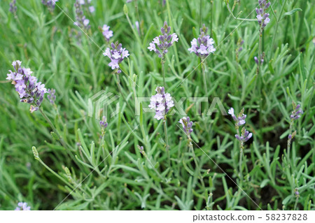 Lavender Grosso 58237828