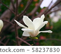 Yulan magnolia flower 58237830