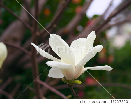 玉蘭玉蘭花 玉蘭玉蘭花 58237830