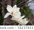 Yulan magnolia flower 58237831
