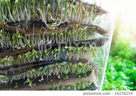 Organic vegetables.  Hydroponic planting concept 58238254