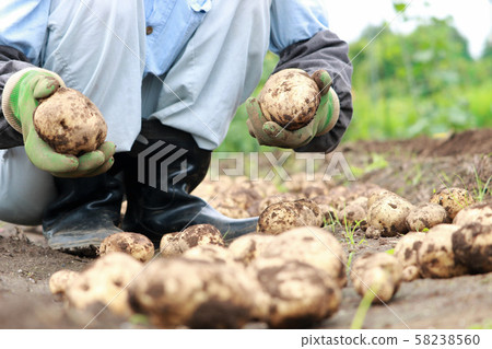 Harvesting potatoes 58238560