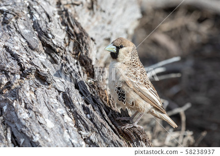 Sociable Weaver Bird at Kgalagadi 58238937