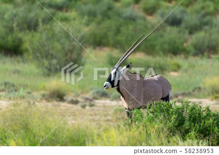Gemsbok, Oryx gazella in Kalahari 58238953