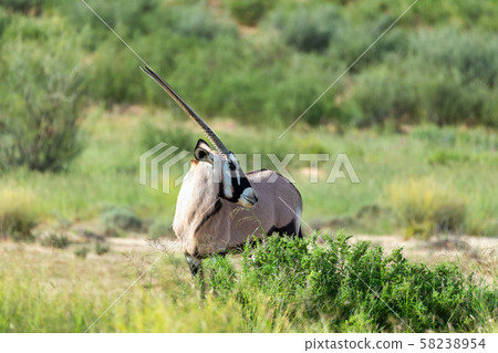 Gemsbok, Oryx gazelle in Kalahari Gemsbok, Oryx gazelle in Kalahari 58238954