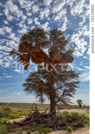 African sociable weaver big nest on tree African sociable weaver big nest on tree 58238960