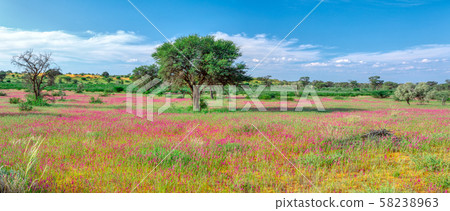 Flowering Kalahari desert South Africa wilderness 58238963
