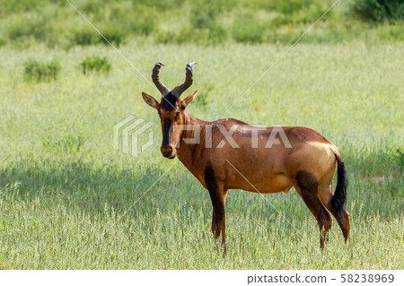 Red Hartebeest in Kalahari South Africa 58238969
