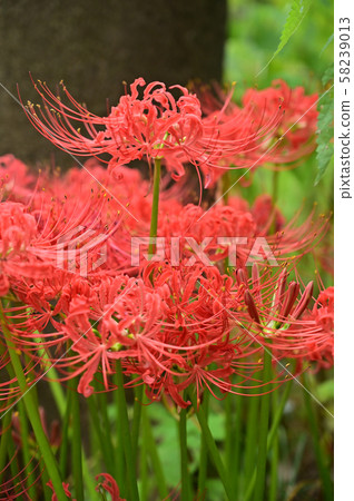 樹蔭的陰影 樹蔭的陰影 58239013