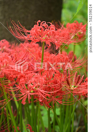 在樹蔭下盛開的念珠 58239014