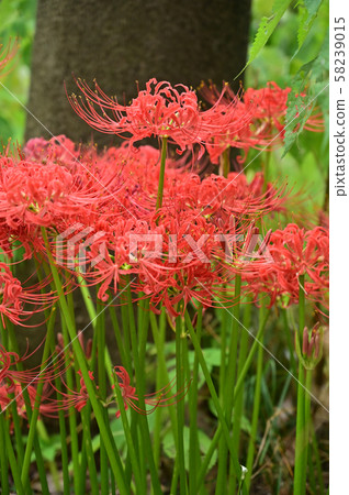 在樹蔭下盛開的念珠 在樹蔭下盛開的念珠 58239015