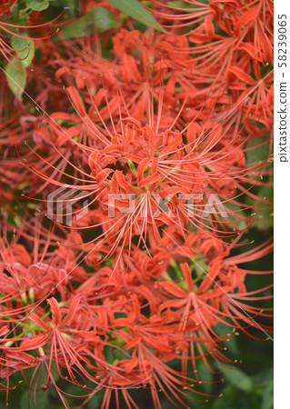 Bamboo shoots in full bloom Bamboo shoots in full bloom 58239065