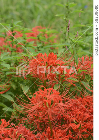 Compete to bloom Compete to bloom 58239080