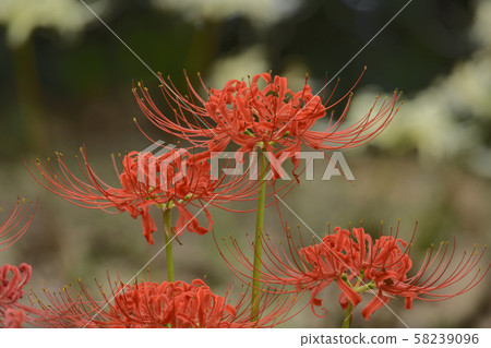 Red shines in white 58239096