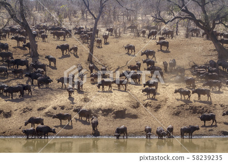 African buffalo in Kruger National park, South 58239235