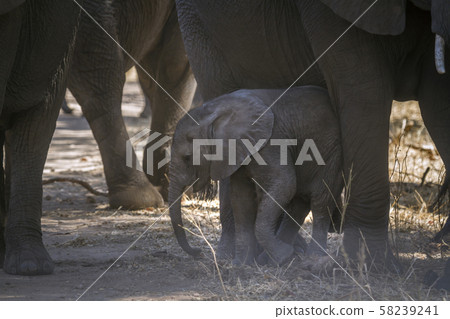 African bush elephant in Kruger National park, 58239241