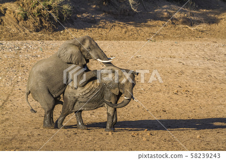 African bush elephant in Kruger National park, 58239243