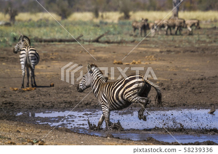 Plains zebra in Kruger National park, South Africa 58239336