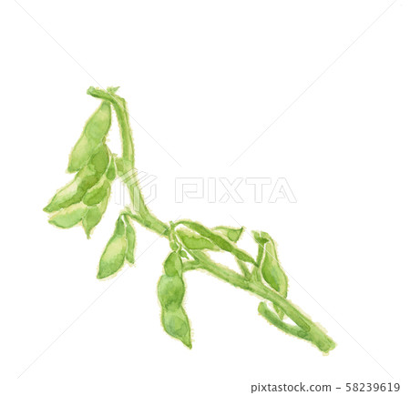 綠色大豆大豆水彩 綠色大豆大豆水彩 58239619