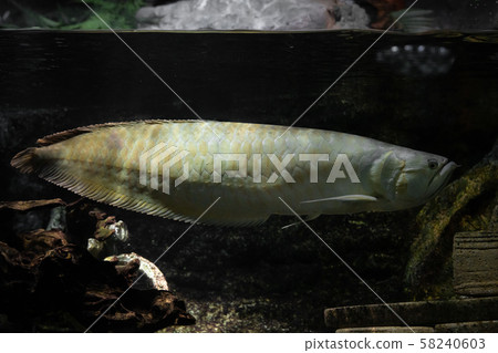 Arowana in the aquarium 58240603