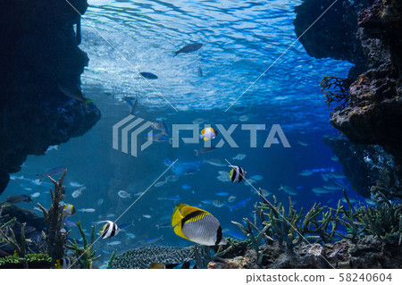 Underwater image looking up from the seabed 58240604