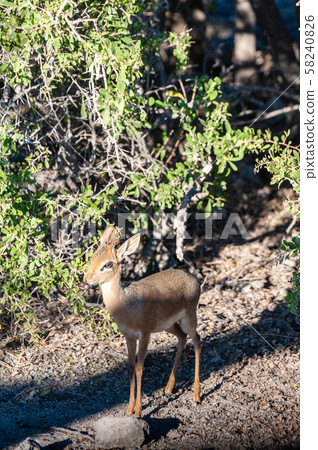 Closeup of a Dik Dik 58240826
